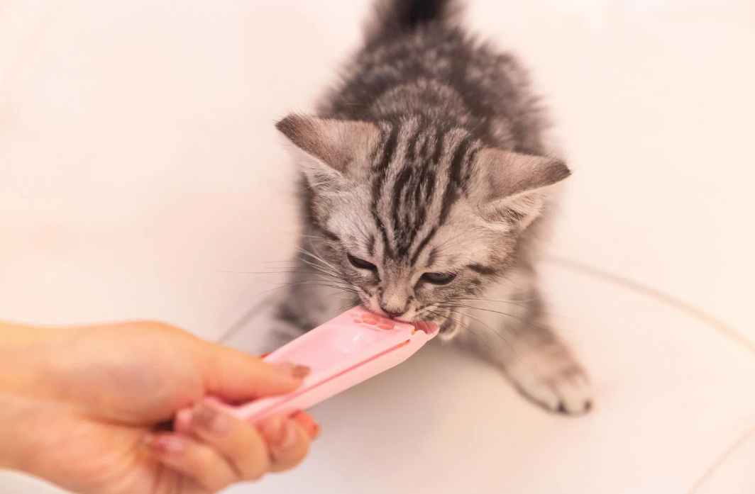 手からおやつを食べる子猫
